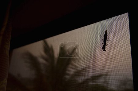 Foto de "Bug grande en la pantalla de la ventana en la noche" - Imagen libre de derechos
