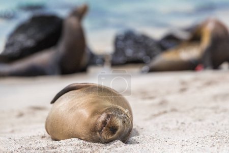 Foto de León marino de Galápagos en arena tendida en la playa - Imagen libre de derechos