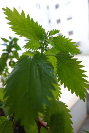 Téléchargez les photos : Belle plante verte. photo de haute qualité - en image libre de droit