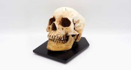 Foto de Modelo de cabeza de cráneo humano hecho de plástico de pasas
. - Imagen libre de derechos