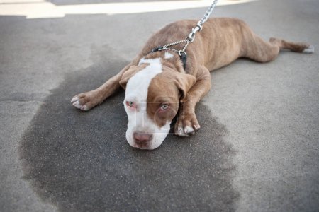Photo for Bored dog lying on sidewalk - Royalty Free Image