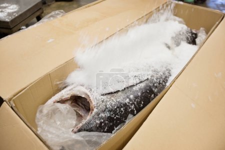 Foto de Pescado crudo cubierto con sal marina en caja de cartón - Imagen libre de derechos