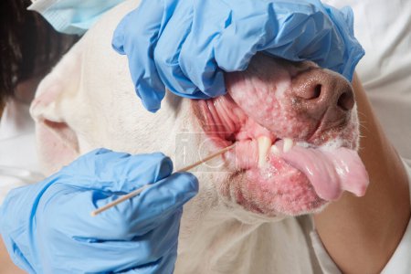 Téléchargez les photos : Gros plan sur le nettoyage des dents de chien vétérinaire - en image libre de droit