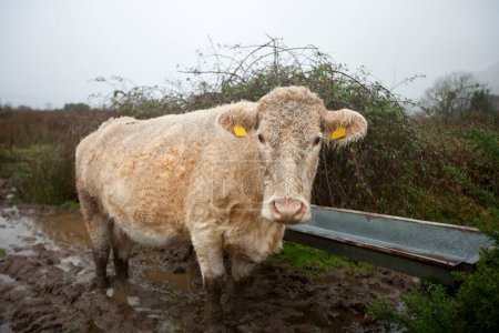 Téléchargez les photos : Vache dans un champ boueux - en image libre de droit