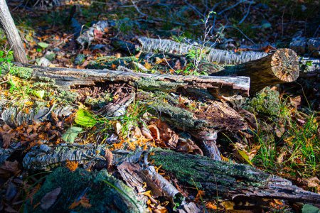 Téléchargez les photos : "tronc d'arbre pourrissant sur fond de nature - en image libre de droit