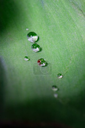Photo for Drops of water on green leaf background - Royalty Free Image