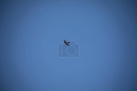 Foto de Pájaro de presa halcón círculos alimentándose en el cielo azul - Imagen libre de derechos