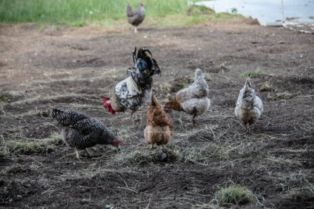 Photo for Chickens peck at the meadow for food - Royalty Free Image