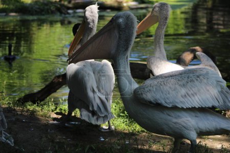 Foto de Animal and nature photos from the Schoenbrunn Zoo in Vienna - Imagen libre de derechos