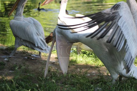Téléchargez les photos : Photos de la nature du zoo Schoenbrunn à Vienne - en image libre de droit