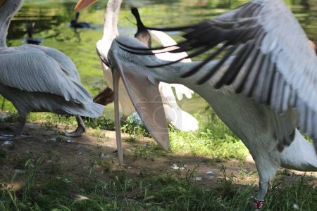 Foto de Animal and nature photos from the Schoenbrunn Zoo in Vienna - Imagen libre de derechos