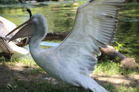 Photo for Nature photos from the Schoenbrunn Zoo in Vienna - Royalty Free Image