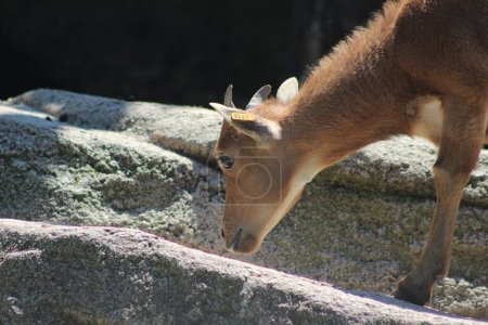 Foto de Fotos de animales y naturaleza del zoológico Schoenbrunn de Viena - Imagen libre de derechos