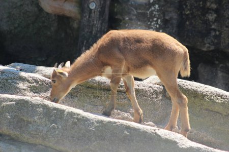 Foto de Lindo animal en Schoenbrunn Zoo en Viena - Imagen libre de derechos