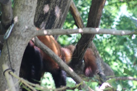 Téléchargez les photos : Mignon animal au zoo Schoenbrunn à Vienne - en image libre de droit