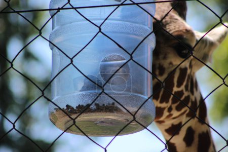 Téléchargez les photos : Photos de la nature du zoo Schoenbrunn à Vienne - en image libre de droit