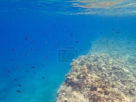 Photo for Beautiful background of underwater world - Royalty Free Image
