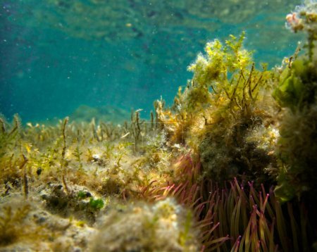 Téléchargez les photos : Jardin sous-marin, beau fond - en image libre de droit