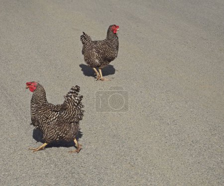 Foto de Dos gallina de pollo gris joven - Imagen libre de derechos