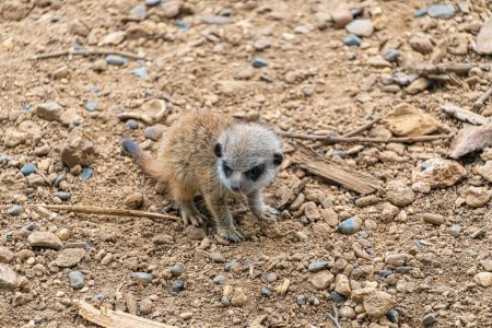 Photo for Young Meerkat in wild nature at daytime - Royalty Free Image