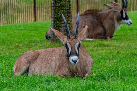 Téléchargez les photos : Antilopes Roan dans le parc - en image libre de droit