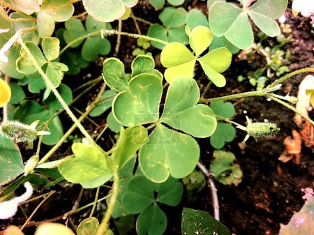 Photo for "Oxalis corniculata (also called creeping woodsorrel, procumbent yellow sorrel, sleeping beauty) with a natural background" - Royalty Free Image