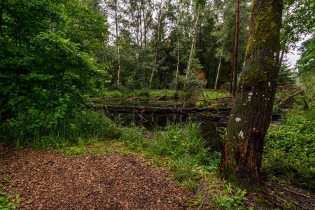 Téléchargez les photos : Réserve naturelle Wilhelmsdorf Pfrunger Ried en Haute-Souabe - en image libre de droit