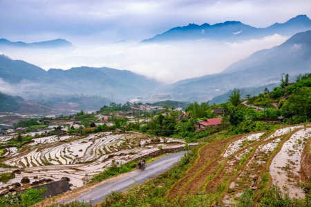 Téléchargez les photos : Terrasses de rizières. Vue sur la montagne dans les nuages. Sapa, province de Lao Cai, nord-ouest du Vietnam - en image libre de droit