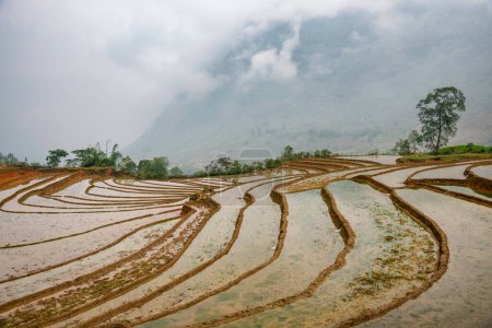Photo for Rice field terraces. Mountain view in the clouds. Sapa, Lao Cai Province, north-west Vietnam - Royalty Free Image