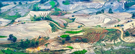 Foto de Hermoso campo de arroz en terrazas en la temporada de extracción de agua en Y Ty, Bat Xat, provincia de Lao cai en Vietnam - Imagen libre de derechos