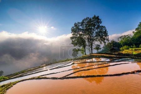 Foto de Terraced campo de arroz paisaje con carretera y gran árbol en Choan Then - Imagen libre de derechos