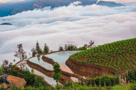 Photo for Rice field terraces. Mountain view in the clouds. Sapa, Lao Cai Province, north-west Vietnam - Royalty Free Image