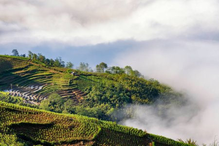 Téléchargez les photos : Terrasses de rizières. Vue sur la montagne dans les nuages. Sapa, province de Lao Cai, nord-ouest du Vietnam - en image libre de droit