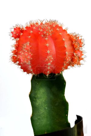 Foto de Cactus rojo. Hermoso fondo floral - Imagen libre de derechos
