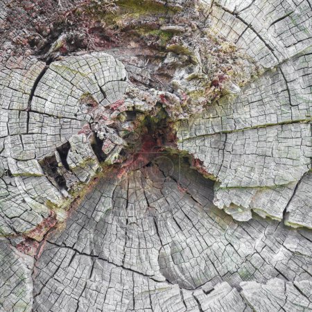 Foto de Hermosa y pintoresca vista del viejo tronco cortado - Imagen libre de derechos