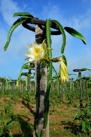 Photo for View of dragon fruits  flower - Royalty Free Image