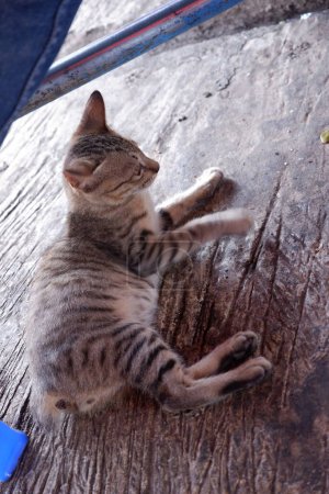 Téléchargez les photos : Le chat brun assis - en image libre de droit