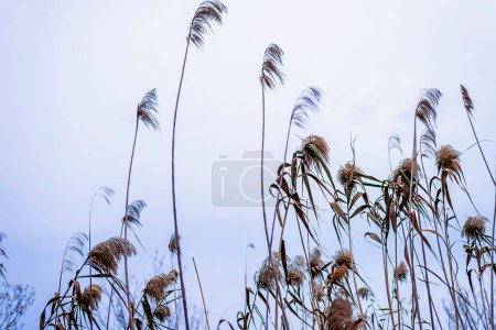 Photo for Low angle view of a wheat ears in field - Royalty Free Image