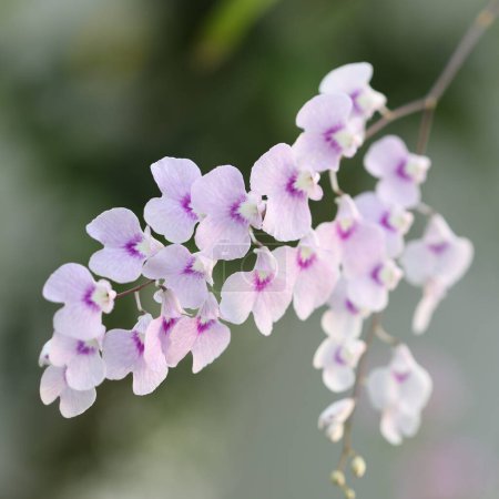Téléchargez les photos : Orchidée sauvage pourpre tendre plantes - en image libre de droit