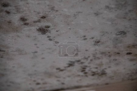 Photo for Dangerous black mold on the house walls - Royalty Free Image