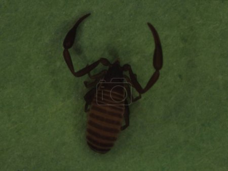 Photo for Brown book scorpion with tongs - Royalty Free Image