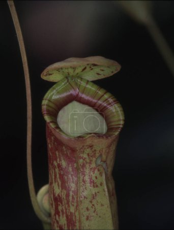 Photo for Tropical carnivorous pitcher plant foraging - Royalty Free Image