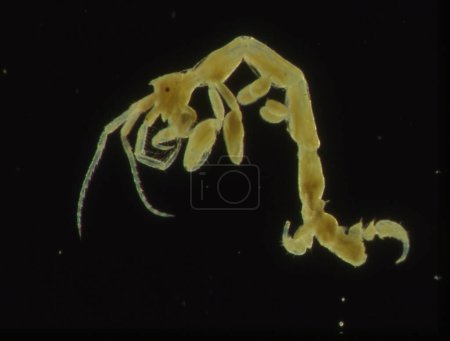Photo for Small crabs as sea plankton like krill - Royalty Free Image