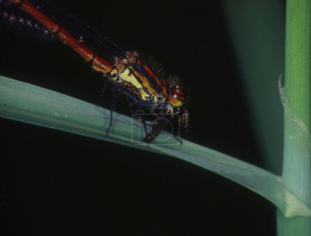 Téléchargez les photos : Adonis libellule perche sur la feuille et mange mouche - en image libre de droit