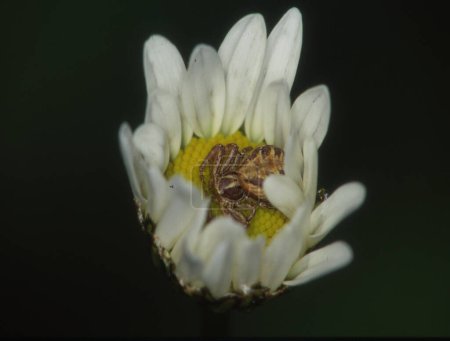 Téléchargez les photos : Crabe araignée se cache sur la fleur - en image libre de droit