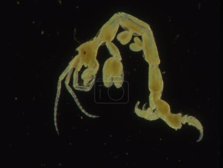 Téléchargez les photos : Petits crabes comme le plancton de mer comme le krill - en image libre de droit