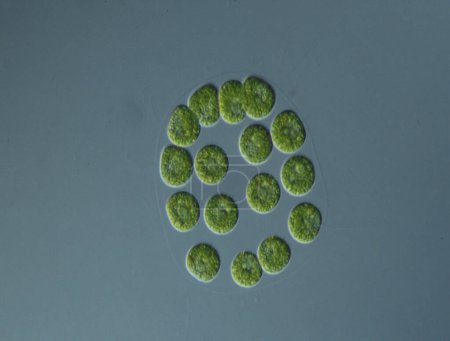Foto de Algas verdes con alto aumento bajo el microscopio - Imagen libre de derechos
