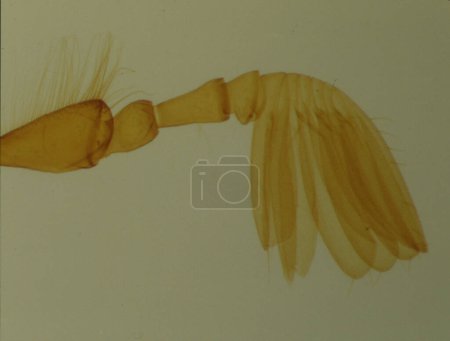 Photo for Fan probe of the cockchafer under the microscope - Royalty Free Image