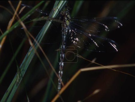 Téléchargez les photos : Adonis libellule perche sur la feuille et mange mouche - en image libre de droit