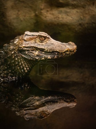 Téléchargez les photos : Portrait de caïman reflété dans l'eau d'un marais - en image libre de droit